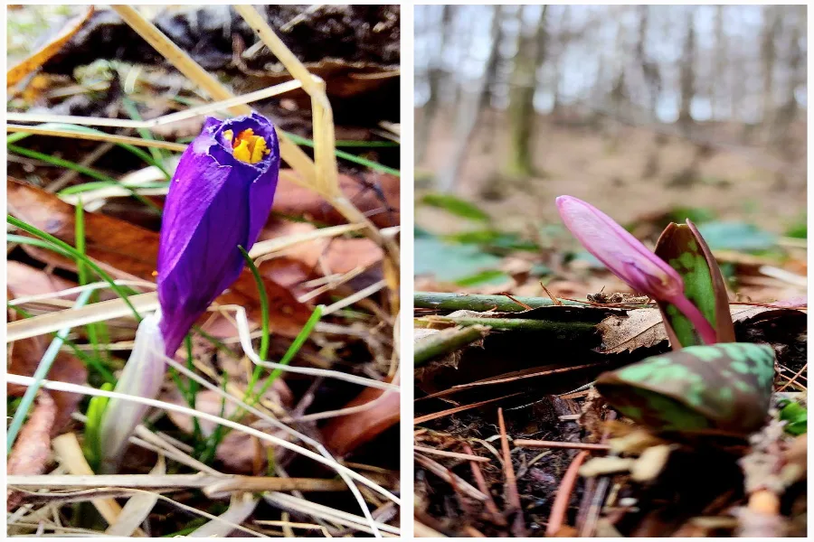 Весняні квіти крокус і еритроній у лісі