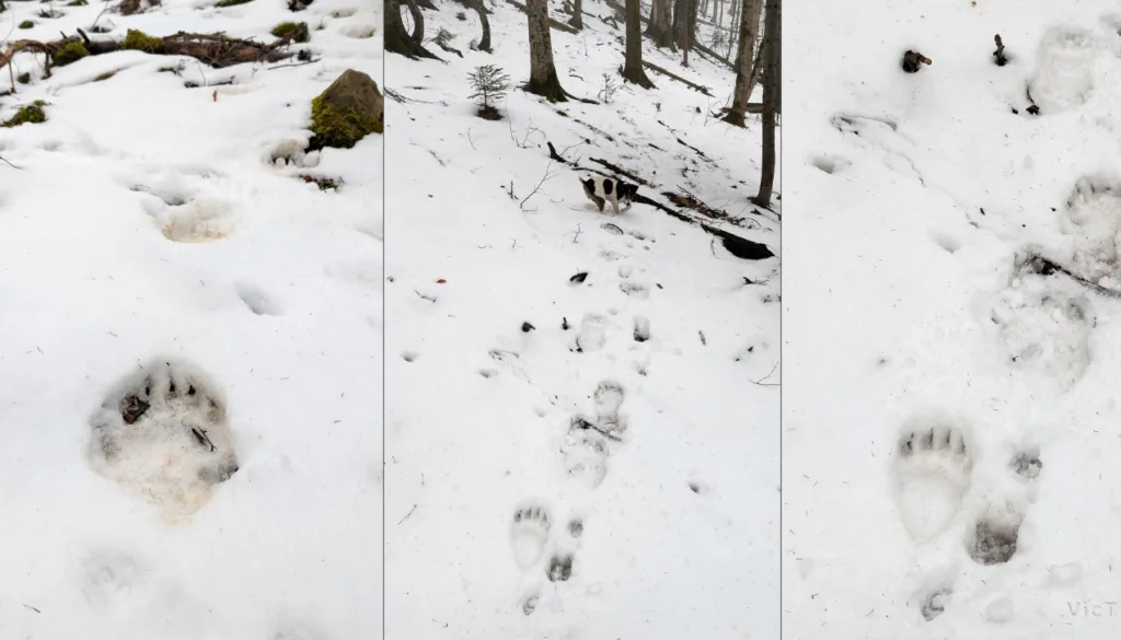 Сліди ведмедя на снігу в зимовому лісі