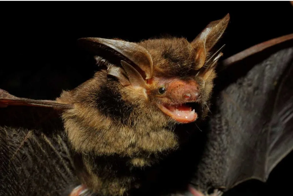 Летюча миша крупним планом у темряві