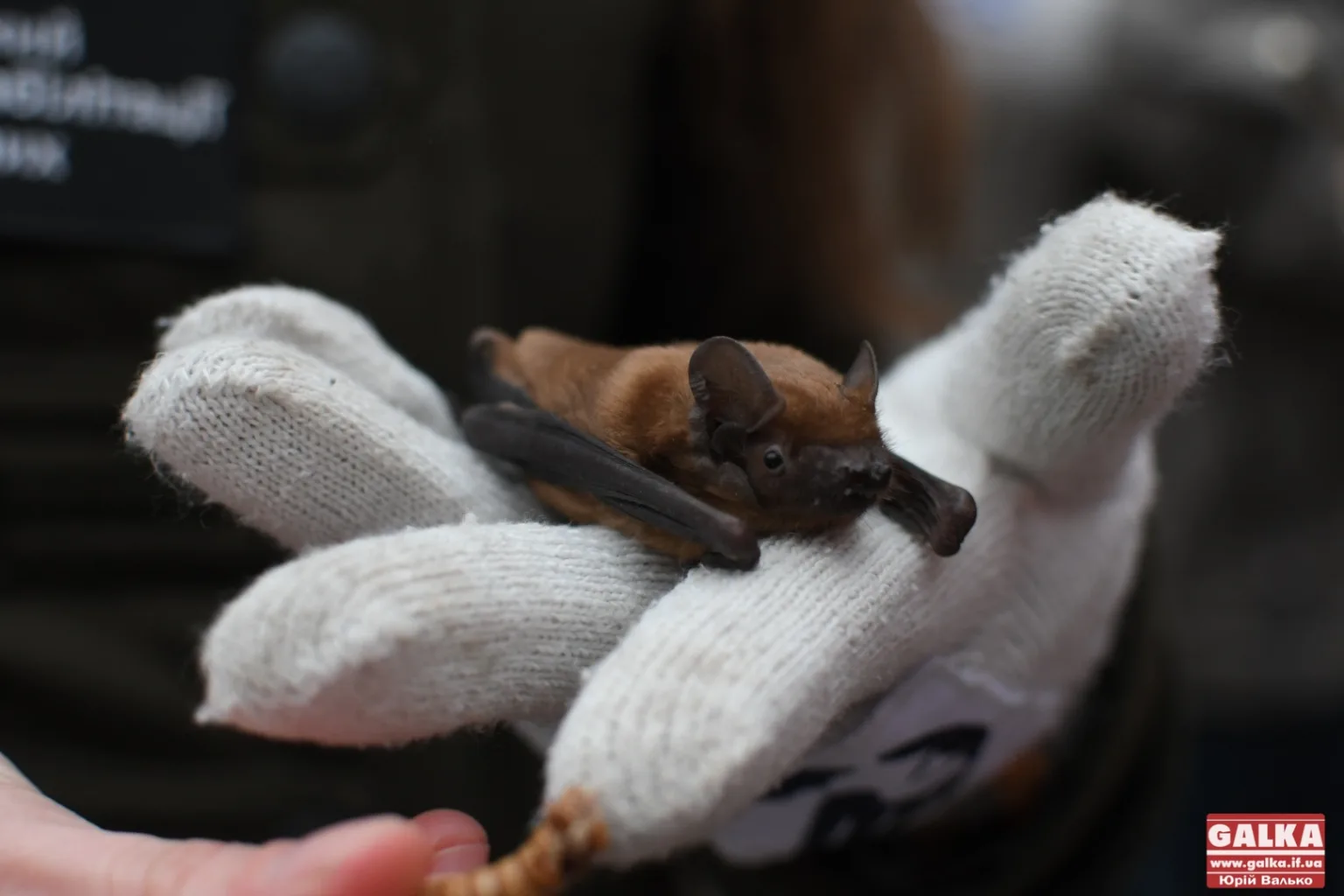 Кажан на руці в рукавичці