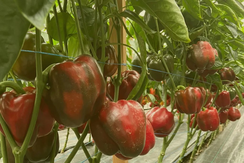 Червоні болгарські перці ростуть у теплиці