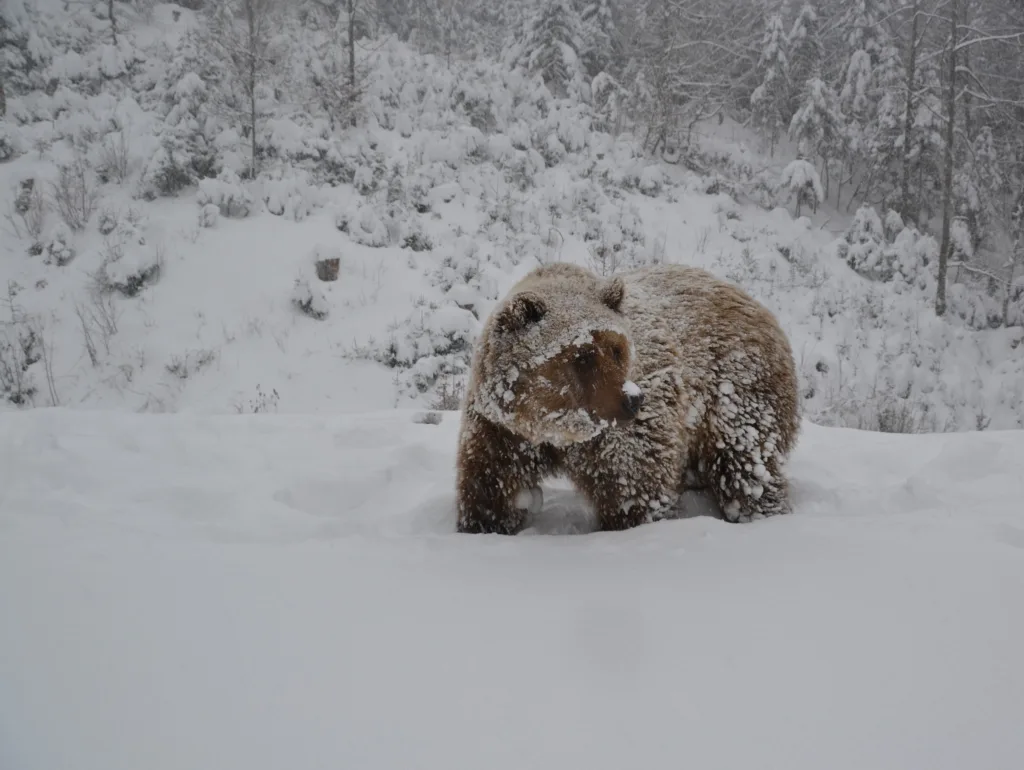 Бурий ведмідь у засніженому лісі