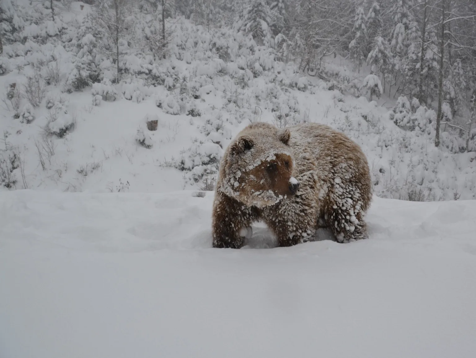 Бурий ведмідь у засніженому лісі