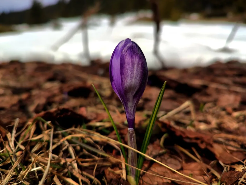 Фіолетовий крокус проростає серед весняного ґрунту