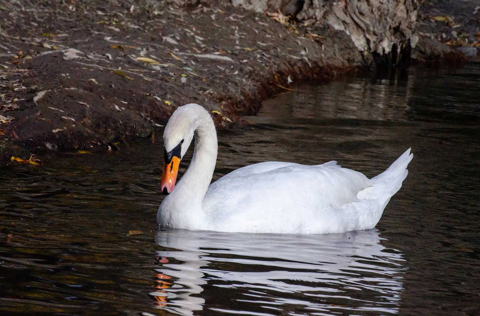 Білий лебідь пливе по спокійній воді