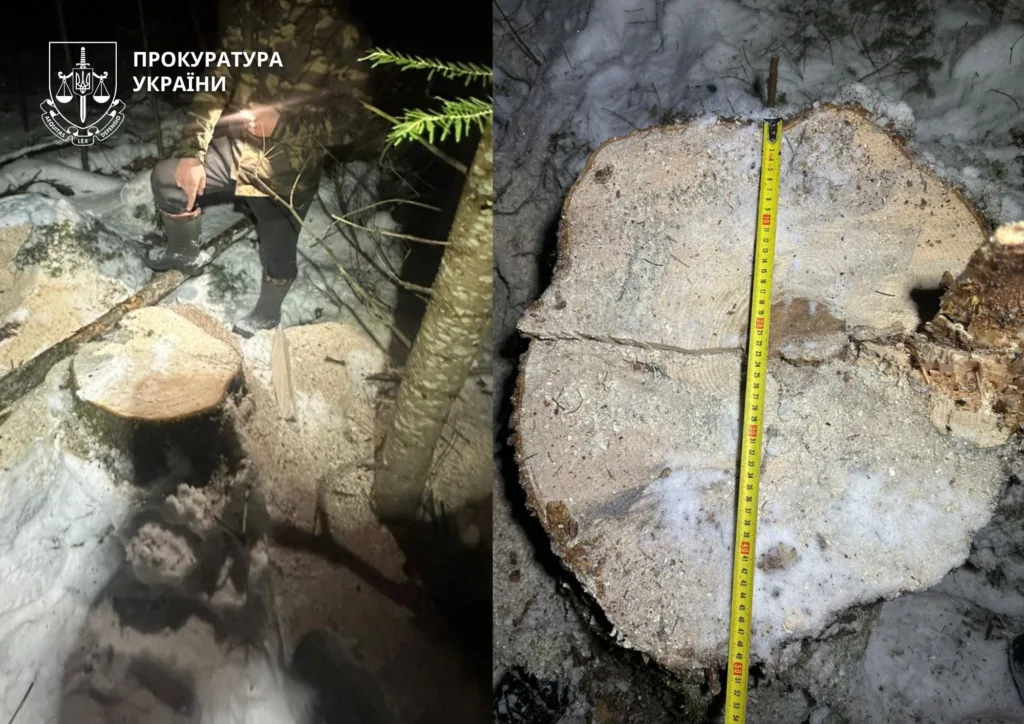 Зруб дерев у засніженому лісі, вимірювання пня