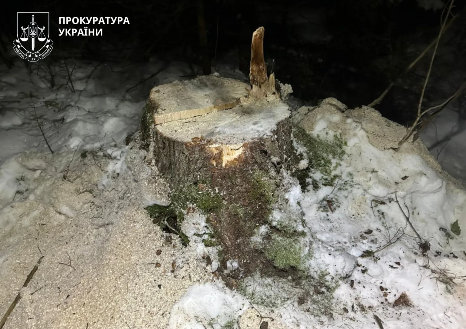 Пень зрізаного дерева в зимовому лісі