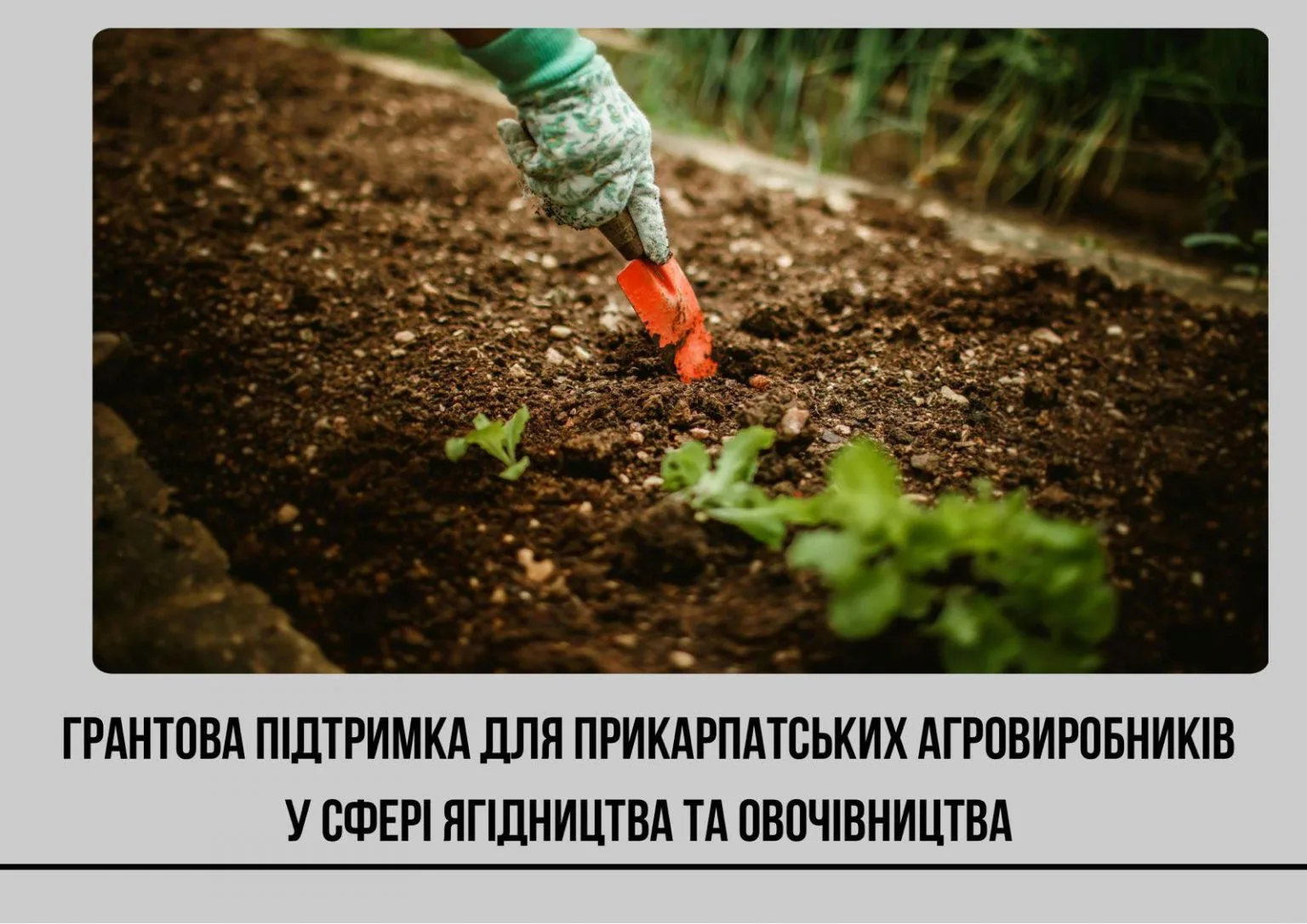 Посадка рослин у саду для агровиробників