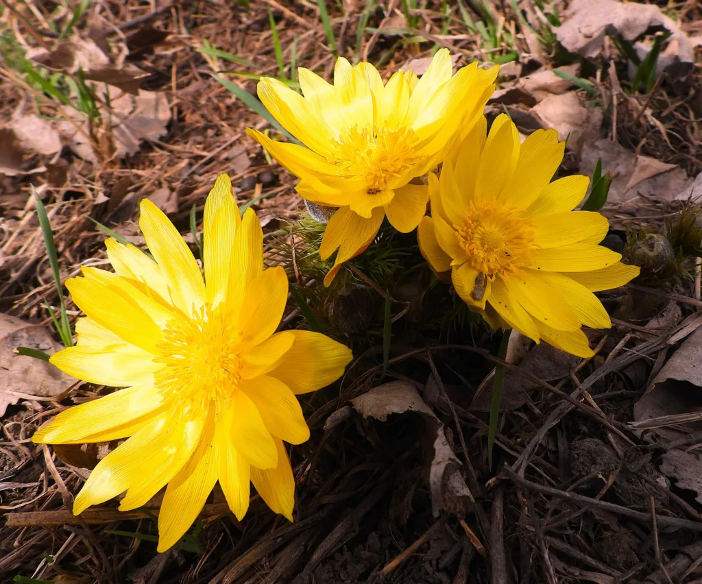 Жовті весняні квіти на сухому листі