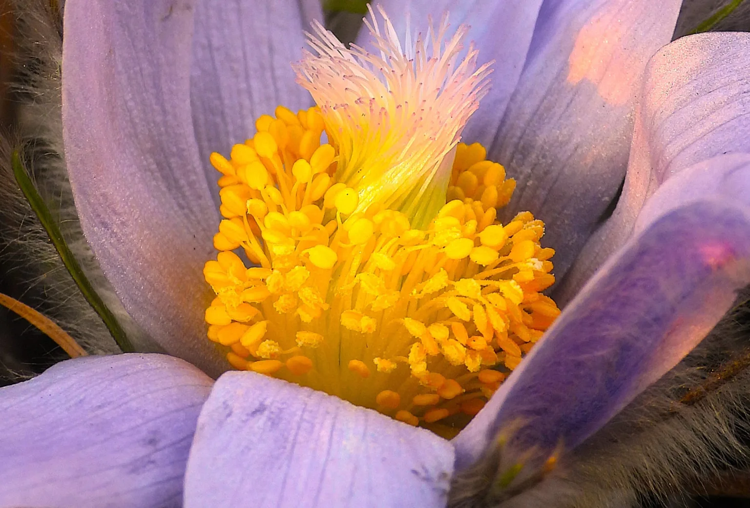 Фіолетова квітка крупним планом із жовтими тичинками