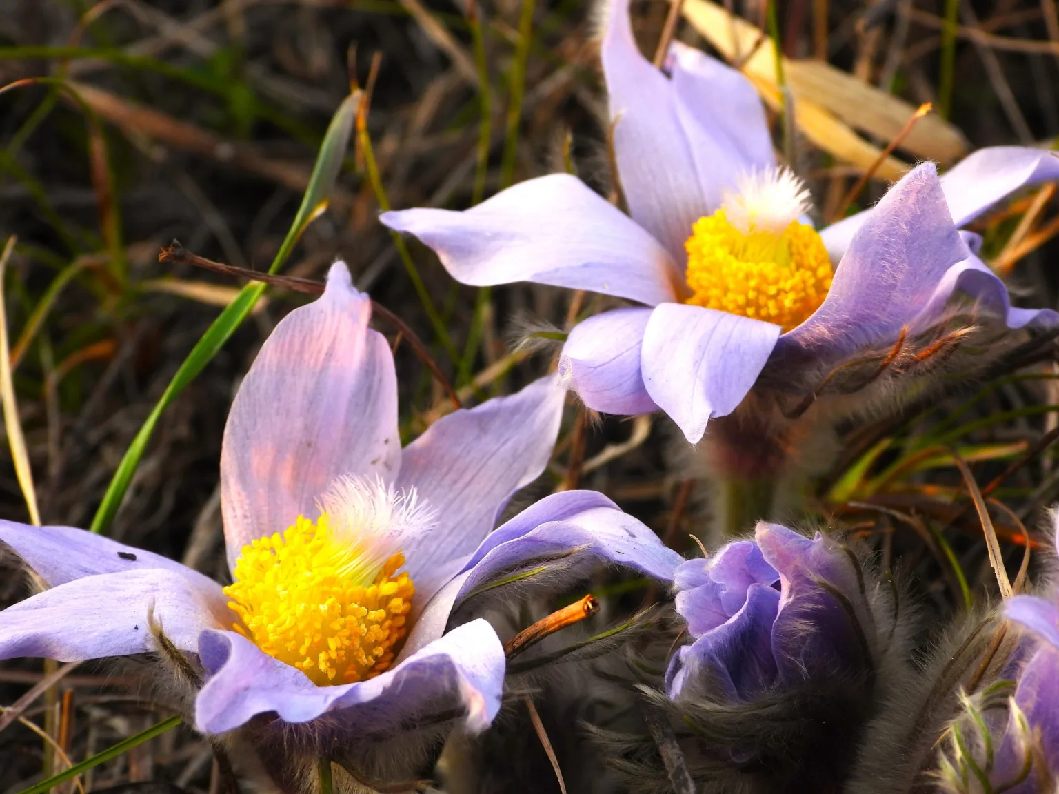 Пухнасті фіолетові квіти з жовтими серединками