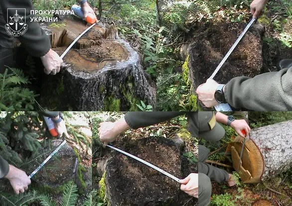 Вимірювання діаметра пнів у лісі Україна