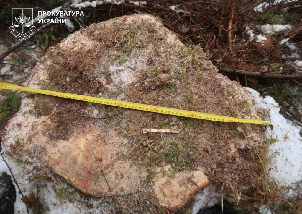 Зруб дерева з вимірювальною стрічкою