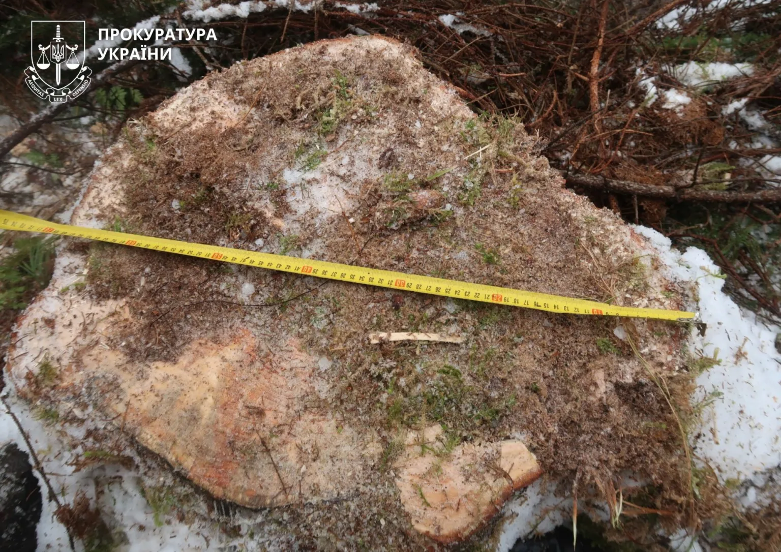 Зруб дерева з вимірювальною стрічкою