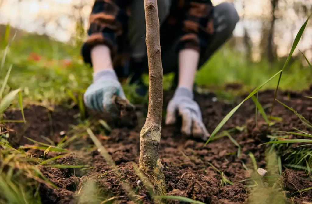 Посадка молодого дерева в саду