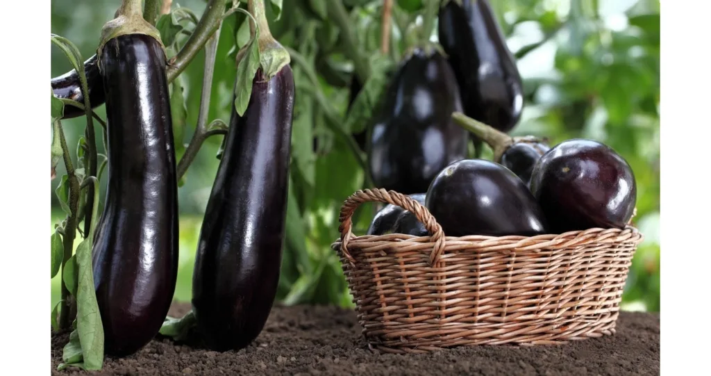 Стиглі баклажани в кошику та на грядці