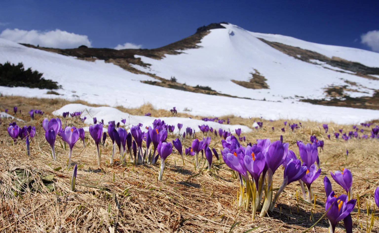 Фіолетові крокуси біля сніжної гори навесні