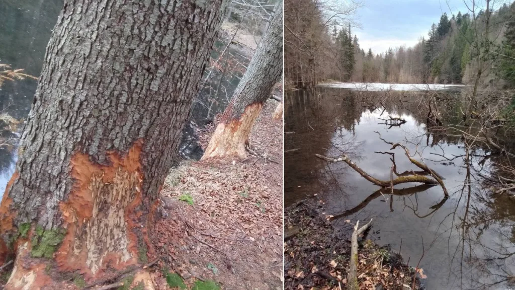 Дерева, погризені бобрами біля лісового ставка