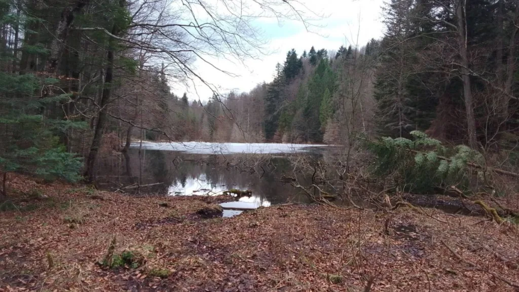 Лісове озеро серед дерев узимку