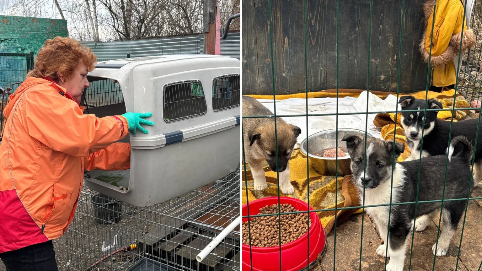 Волонтерка доглядає цуценят у притулку для тварин