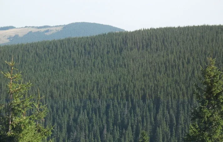 Густий хвойний ліс у гірській місцевості