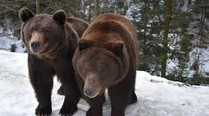 Два бурих ведмеді в зимовому лісі