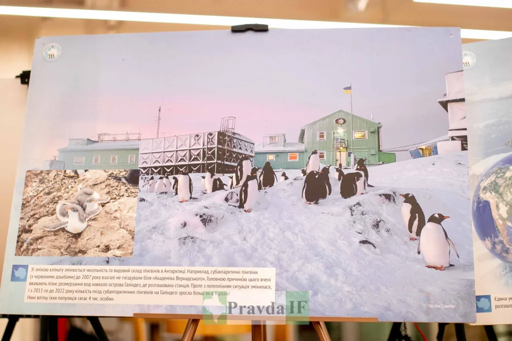 Пінгвіни біля української антарктичної станції Академік Вернадський