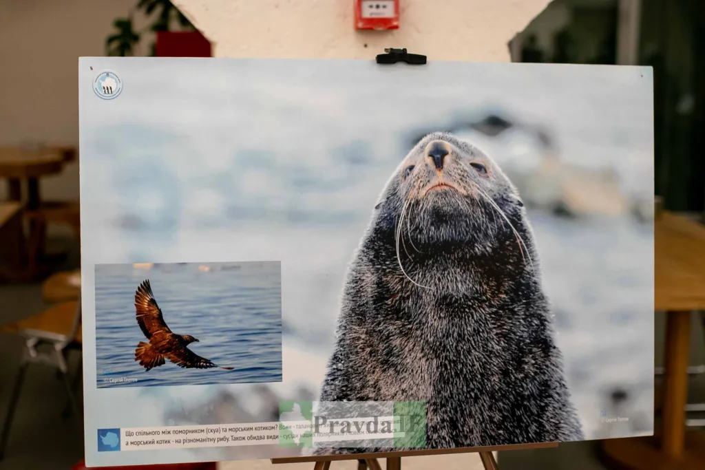 Фотографія морського котика біля моря