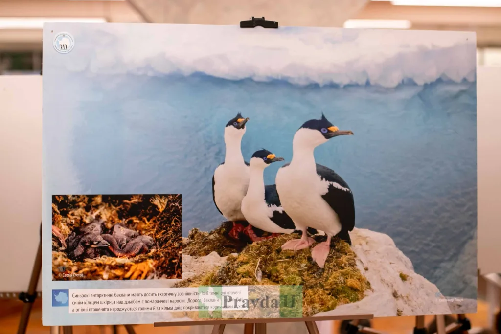 Антарктичні баклани стоять на скелі біля океану