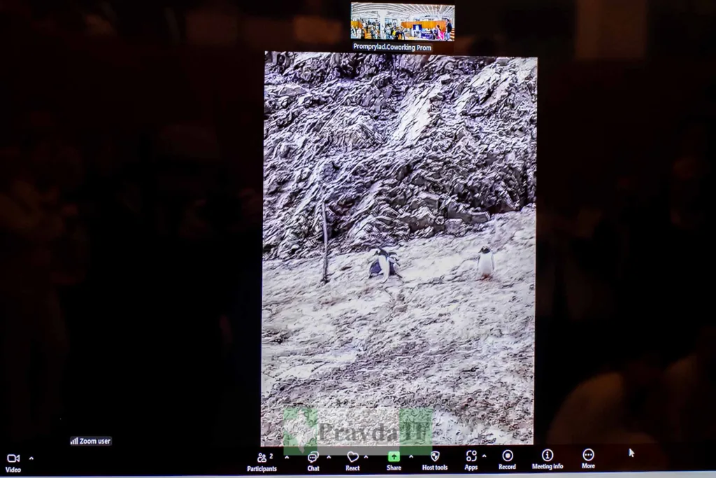 Пінгвіни на скелястому узбережжі під час відеодзвінка