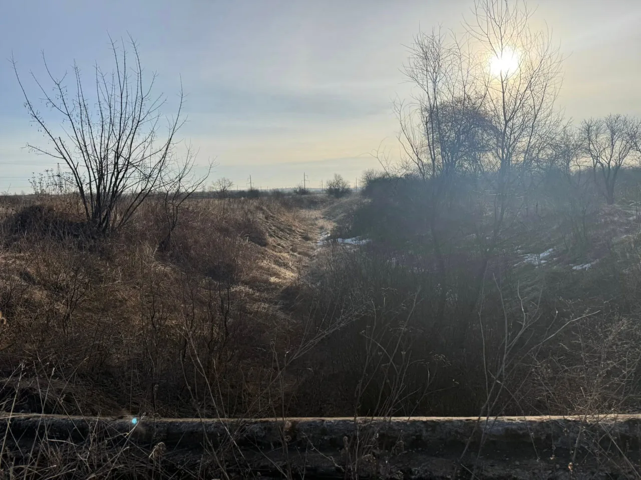 Зимовий пейзаж із сухими кущами та сонцем