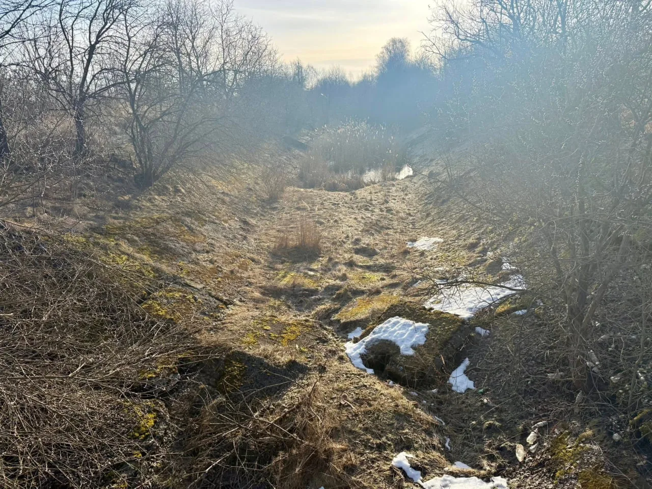Зимовий пейзаж із сухими кущами та снігом