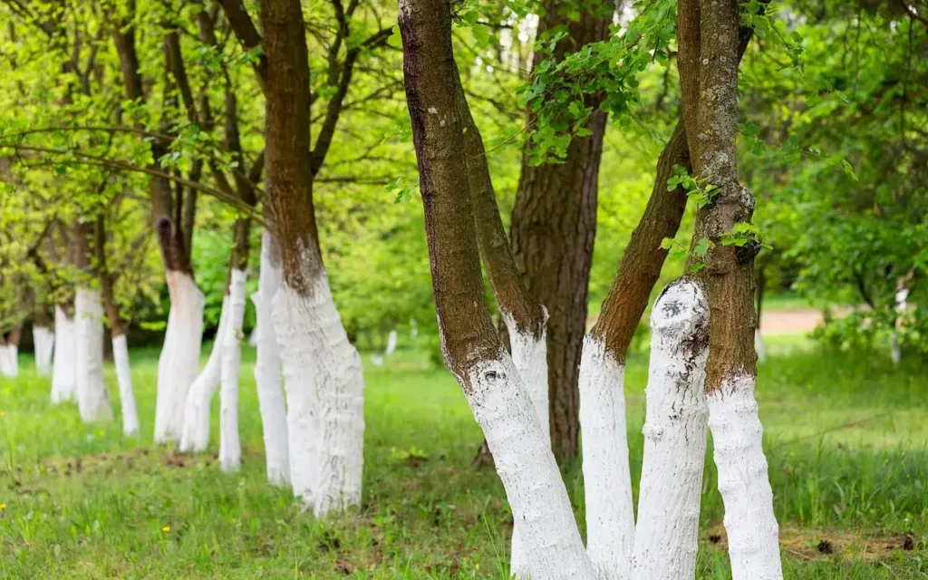 Дерева з побіленими стовбурами у зеленому саду