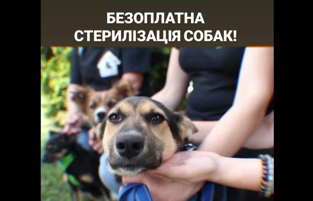 Безоплатна стерилізація собак, люди тримають собак