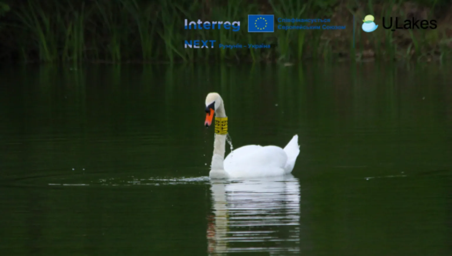 Лебідь плаває на спокійному зеленому озері