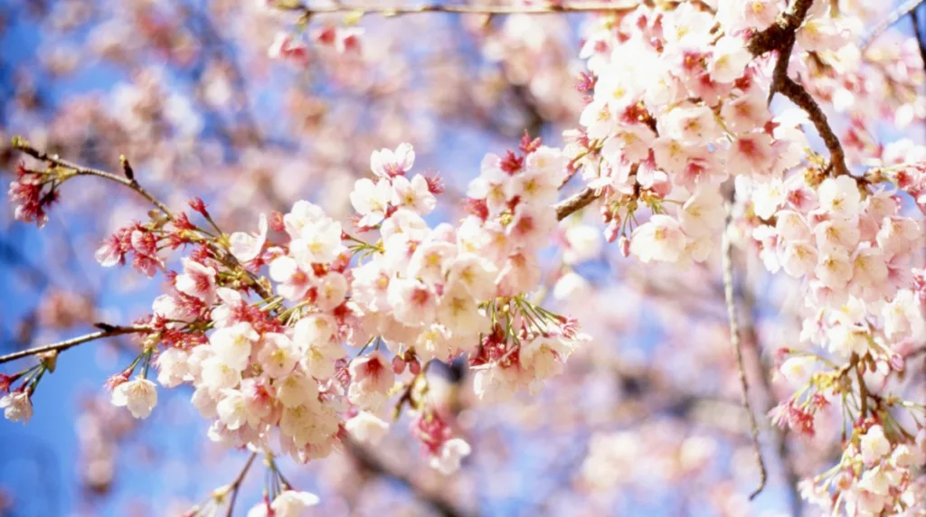 Рожеві квіти сакури на весняному дереві