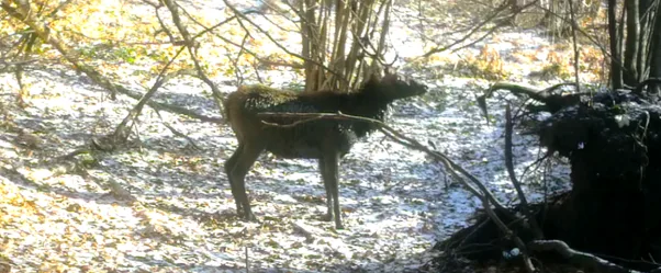 Олень у зимовому лісі серед дерев