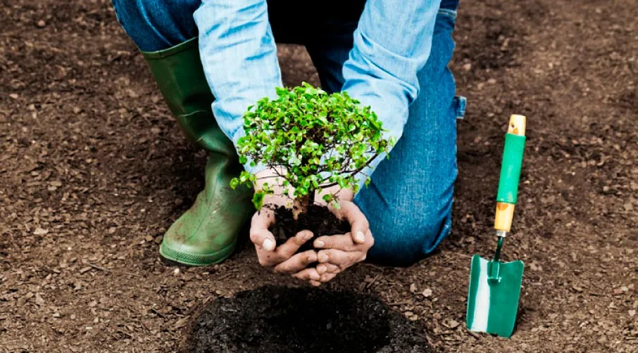 Людина саджає молоде дерево в землю