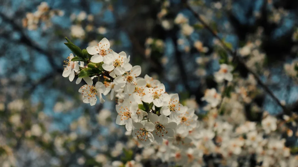 Біла весняна квітка на гілці дерева