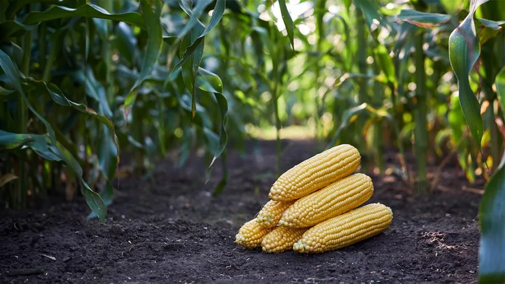 Жовта кукурудза на полі серед зелених стебел