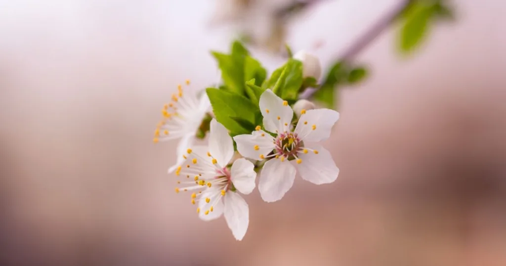 Білий весняний цвіт на гілці дерева
