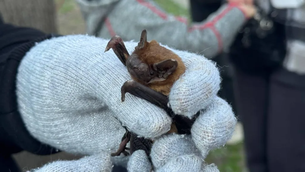 Людина тримає кажана в рукавичках