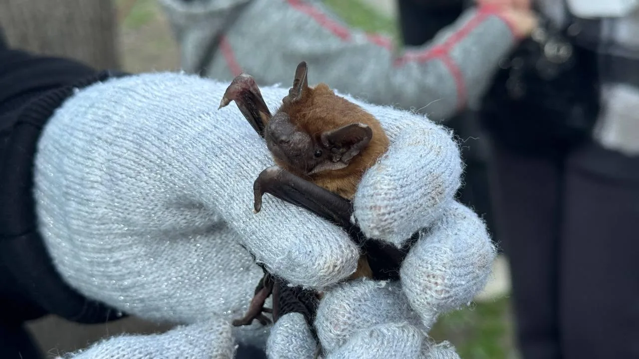 Людина тримає кажана в рукавичках