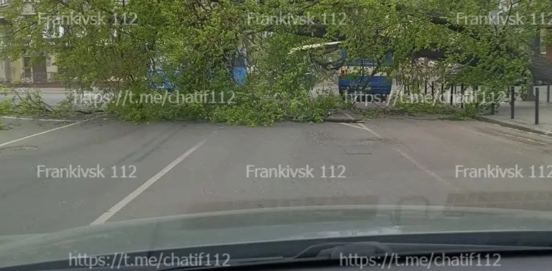 На дорозі впало велике дерево, перекривши рух