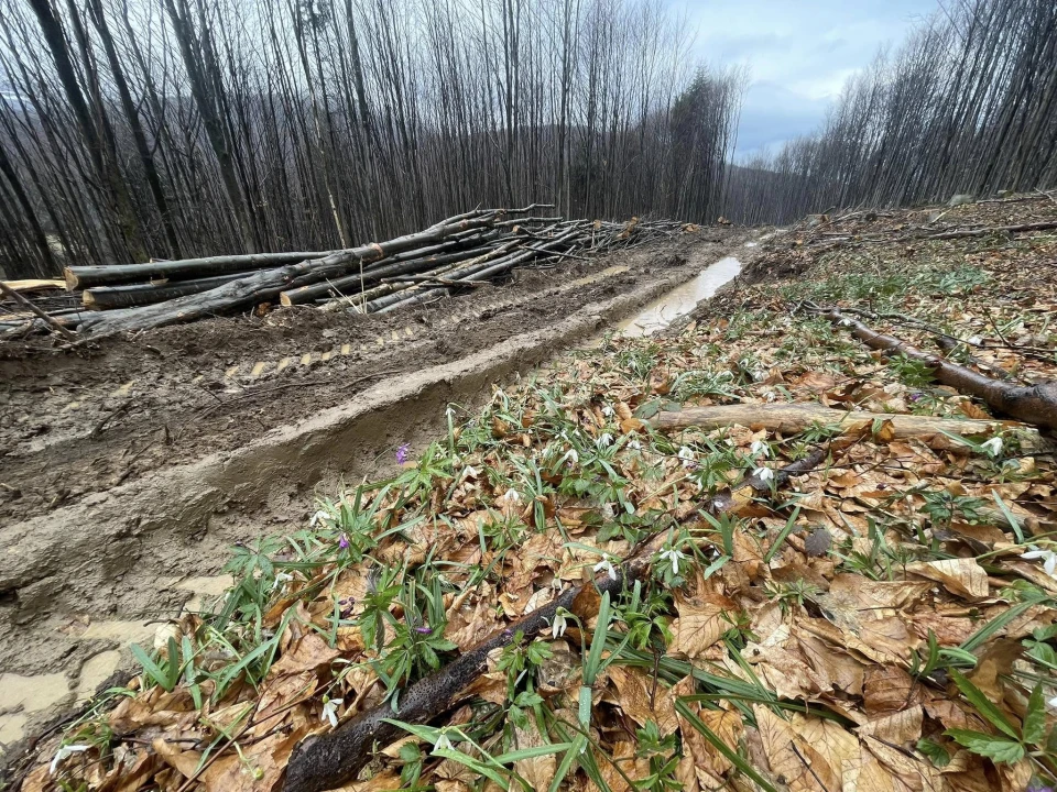 Зрубані дерева та брудна лісова дорога