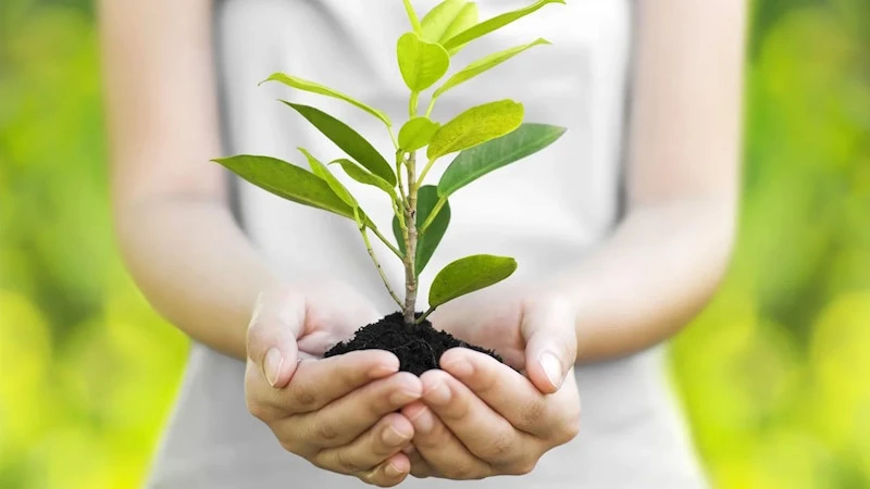 Руки тримають молоде зелене дерево