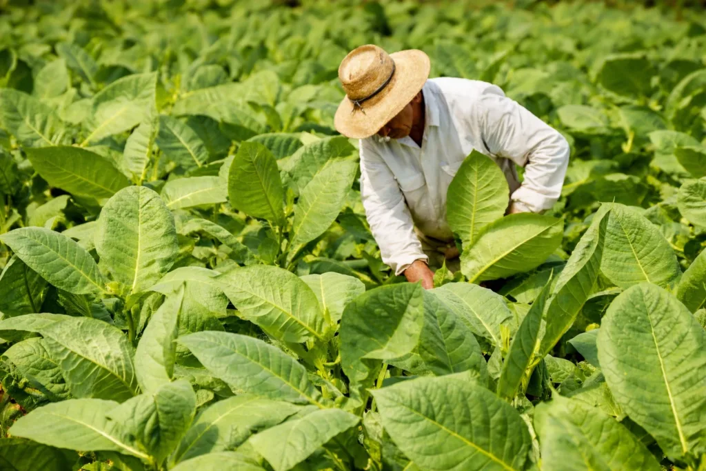 Фермер працює на тютюновому полі