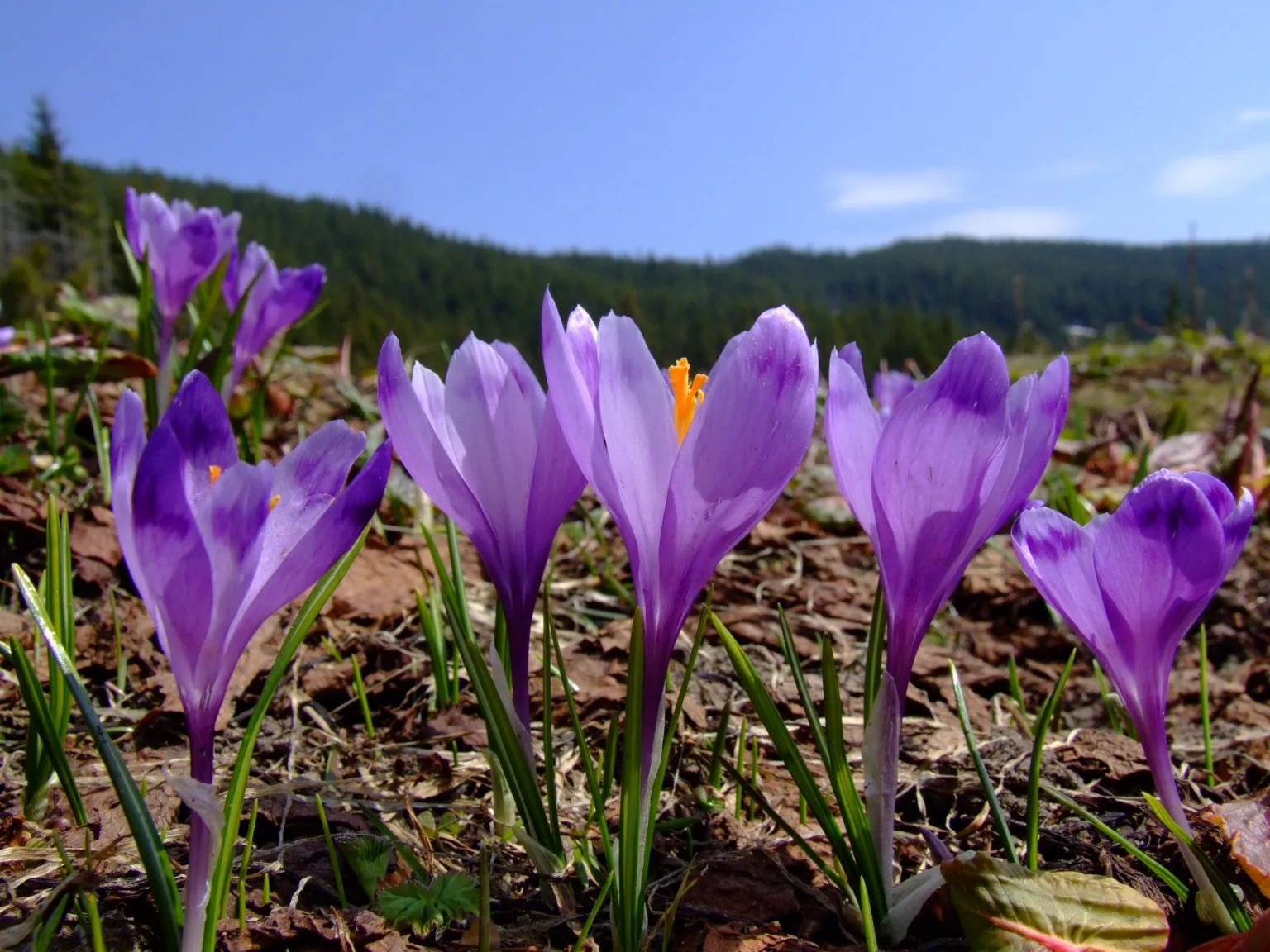 Пурпурові крокуси цвітуть у горах навесні