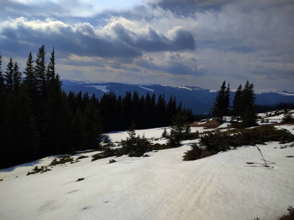 Засніжені Карпати з ялинами та гірським горизонтом