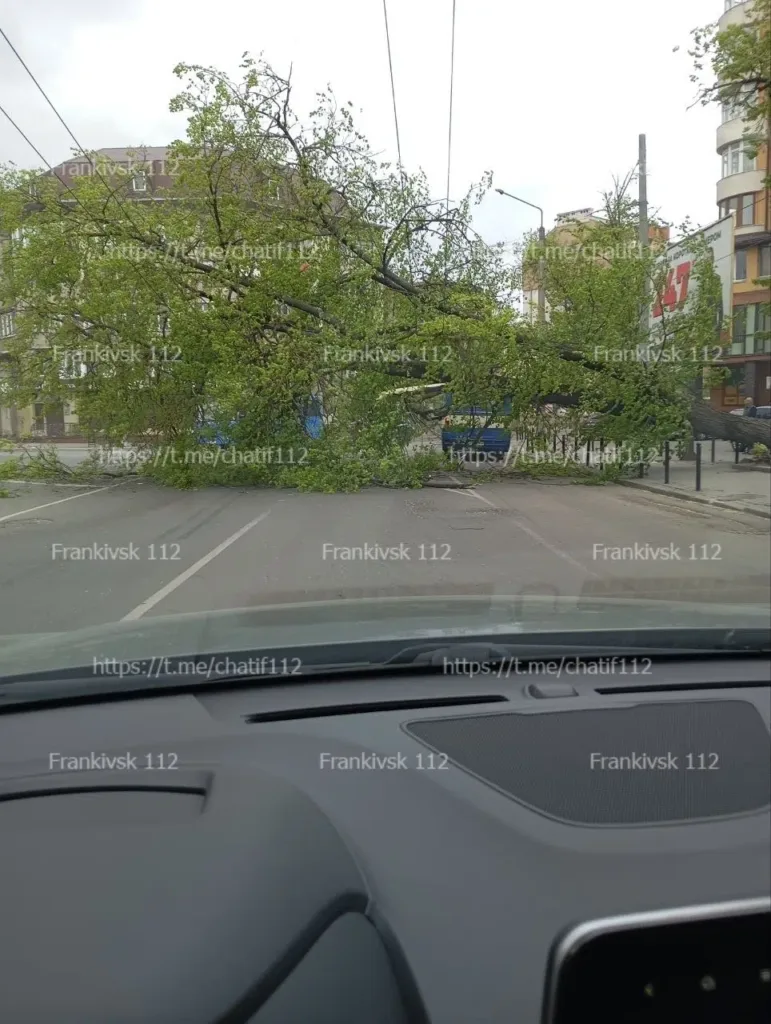 Повалене дерево перекрило дорогу в місті